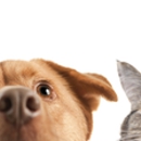 Cedar Rapids Animal Hospital - Veterinarians