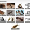 General Pest Control gallery