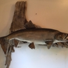 Doug Cox Taxidermy gallery