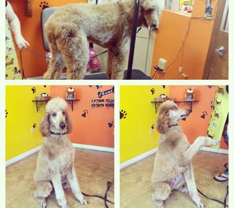 Pretty Poodles And Pets - Plantation, FL