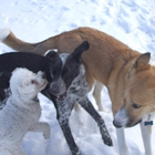 Kindred Spirit Pet Care
