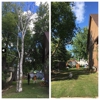 C & B Tree Care gallery