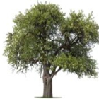 Lehmen's Tree Service