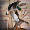 Living Legends Taxidermy Studio gallery