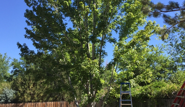 Russell's Artistry in Trees - Reno, NV. Add a Caption (optional)Silverleaf Mapletree