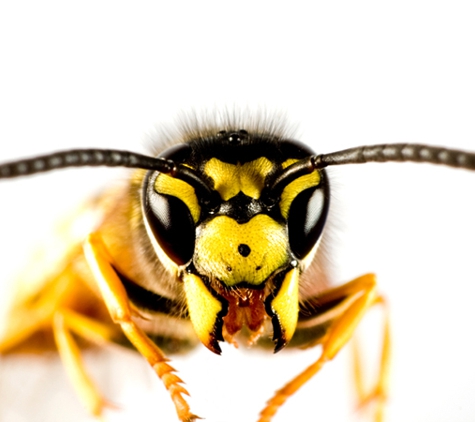 Pest Police Australia - Cranbourne South, VIC. Do you have bees or wasps? We will treat & provide a warranty.
