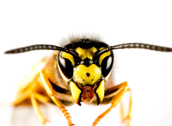 Coastal Pest Control - Romaine, TAS