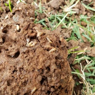 Proterm Termite & Pest Specialists - Kingaroy, QLD