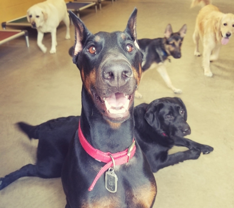 Leader of the Pack Canine Institute - Allentown, PA