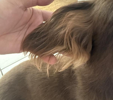 LIMElight Pet Salon - Buddina, QLD