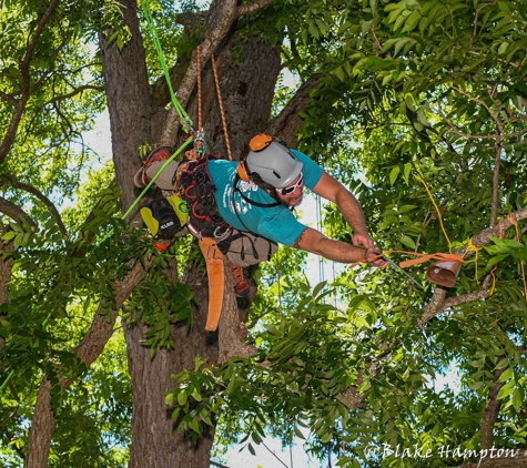 Simple Leaf Tree Care - Wimberley, TX. competing in the Texas tree climbing championship