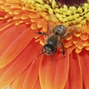 Little Giant Beekeepers gallery