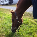 Foxcote Show Horses - Horse Breeders