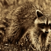 Nuisance Wildlife Removal, Inc. gallery