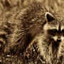 Nuisance Wildlife Removal, Inc.