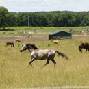 Pine Dance Ranch, Inc. - Horse Dealers