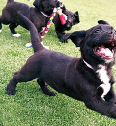 Kentucky Humane Society Adoptions At Springhurst Feeders Supply