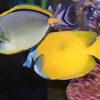 Harp Exotic Fish & Pets gallery