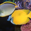 Harp Exotic Fish & Pets - Pet Stores