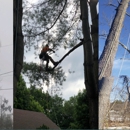 Northern tree service - Tree Service