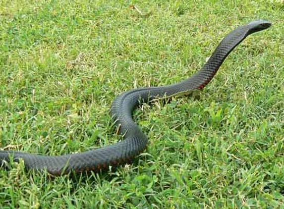 Snake Removal Services - Lawnton, QLD