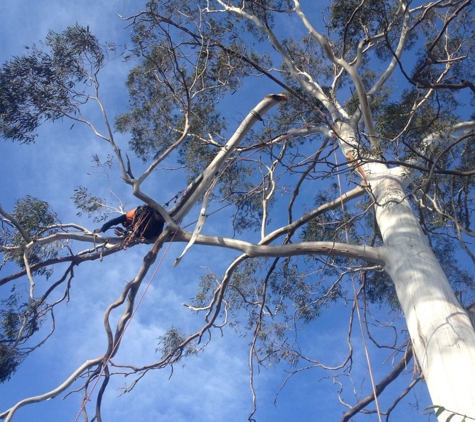 Snowy Mountains Tree Service Pty Limited - Cooma, NSW