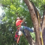 Red Arbor Tree Care