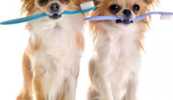 4 Paws Veterinarians - Kirwan, QLD