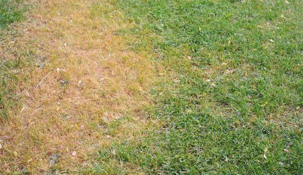 Lawn Sense - Lavon, TX. Noticing pale, nasty spotting in the lawn Talk with a Lawn Sense professional about treating your property.