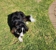 Paws & Claws Trim Salon - Dog & Cat Clipping & Grooming