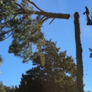 Daytona Tree Service - Arborists