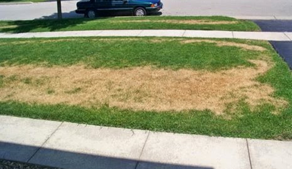 Leopard's Lawn and Landscape - West Lafayette, IN