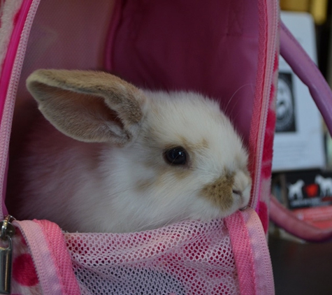 Sandy Bay Holistic Veterinary Clinic - Sandy Bay, TAS
