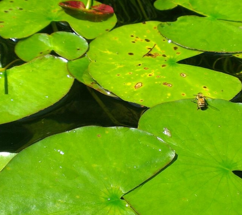 Allclear Pond Management - Raleigh, NC