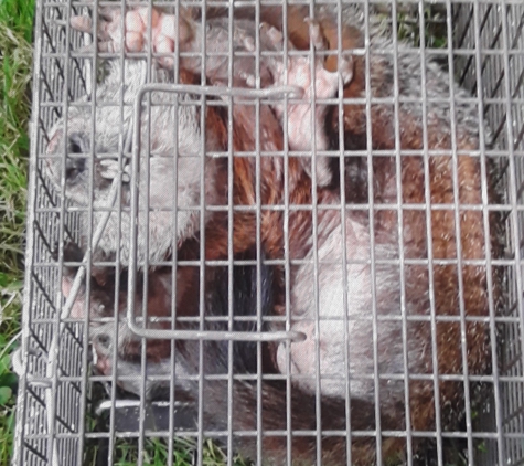 Can Catch Varmint Control - Port Huron, MI. This groundhog was sure testing the cage out