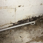 FDP Mold Remediation of Edison