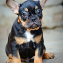 Amunrah French bulldogs - Pet Boarding & Kennels