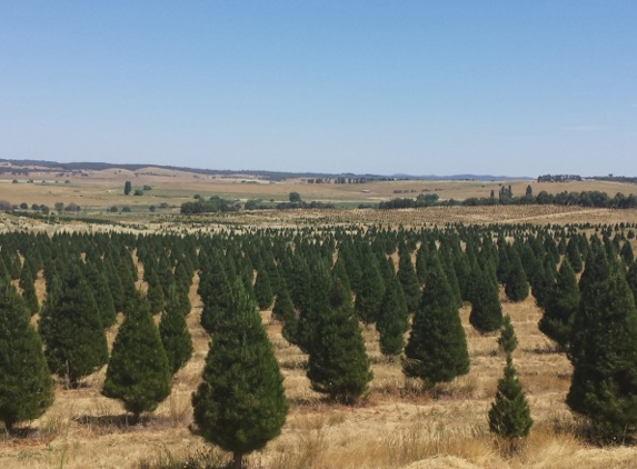 Santa's Shaped Christmas Trees Pty Ltd - Gundaroo, NSW