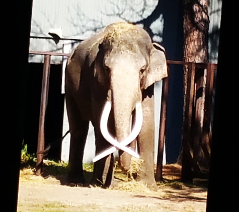 All About Elephants - Williston, FL