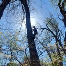 Abe's Low Cost Tree Removal - Tree Service