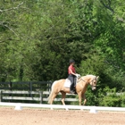 Top Shelf Dressage