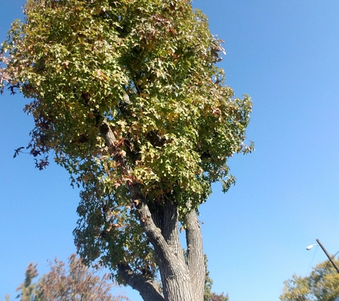 Erick's tree service - Fresno, CA
