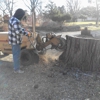 The Veteran "Tree & Stump Removal" gallery