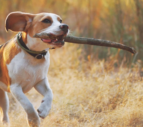 Bald Hills Veterinary Surgery - Bald Hills, QLD