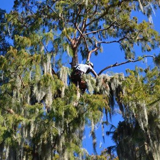 McCullough Tree Service - Longwood, FL