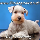 TLC Dog Care