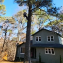 Tree Fellers - Tree Service