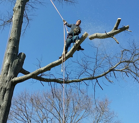 Big Timber Tree Service, LLC - Marlton, NJ. Expert High rigging