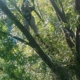 Myers and Laws Tree Service