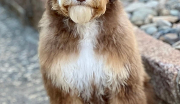 Loving Labradoodles - Morgan Hill, CA